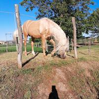 Stallone Lusitano
