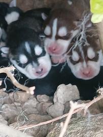 N°3 Cuccioli di Syberian Husky
