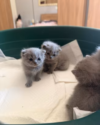 Cuccioli British Shorthair Blu IN PRENOTAZIONE