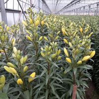 Azienda agraria florovivaistica