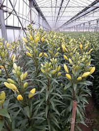 Azienda agraria florovivaistica