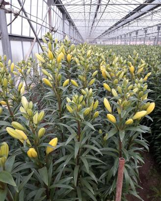 Azienda agraria florovivaistica