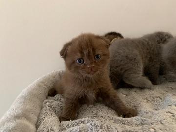 Scottish fold femmine