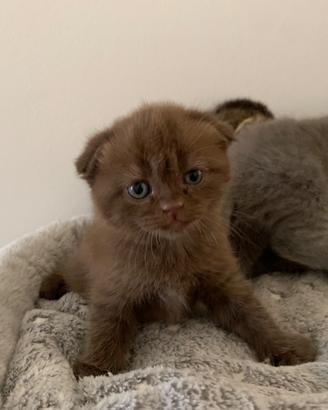 Scottish fold femmine