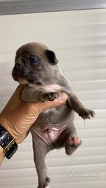 Cuccioli di bulldog francese