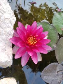piante acquatiche ninfee