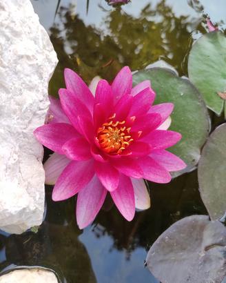 piante acquatiche ninfee