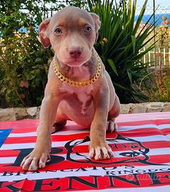 Pitbull