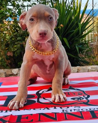 Pitbull