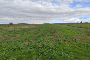Terreno agricolo Chilivani