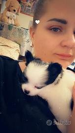Cucciolo chihuahua pelo lungo