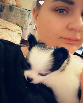Cucciolo chihuahua pelo lungo