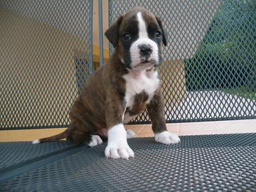 Boxer cuccioli
