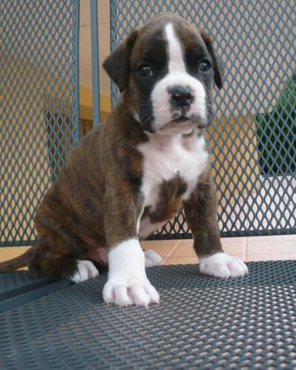 Boxer cuccioli