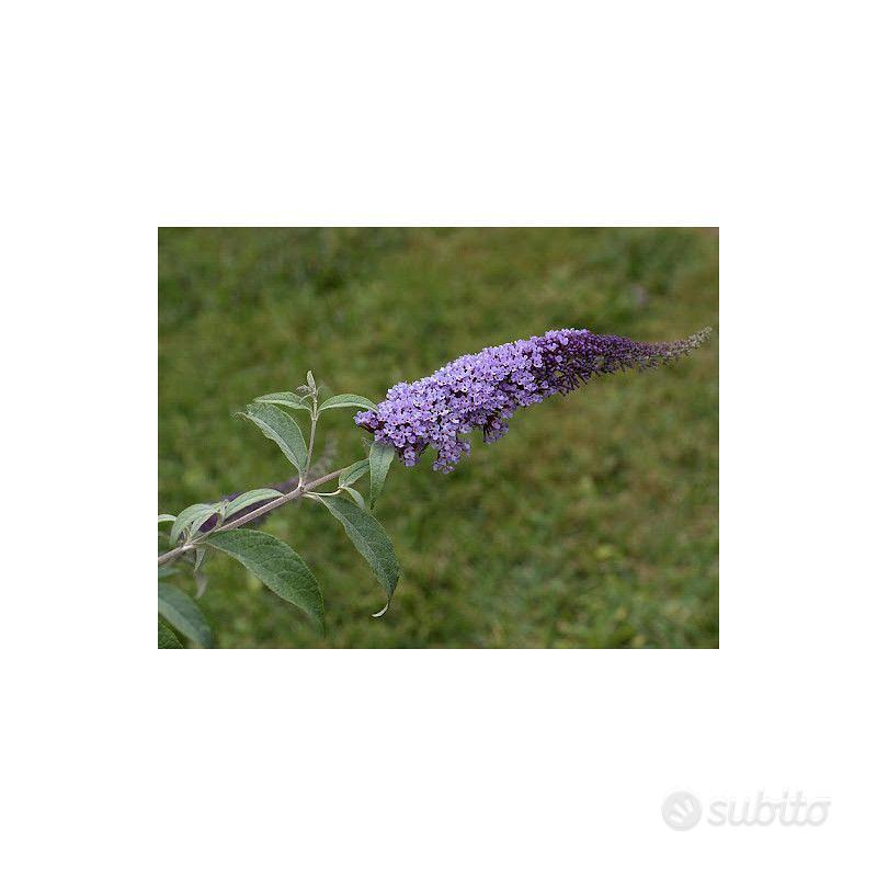 Buddleja - Giardino e Fai da te In vendita a Verona