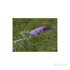 Buddleja