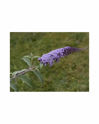 Buddleja