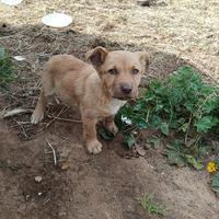 Cucciolo di meticcio