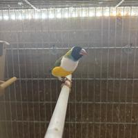 Coppia diamanti di gould riproduttiva