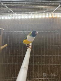 Coppia diamanti di gould riproduttiva