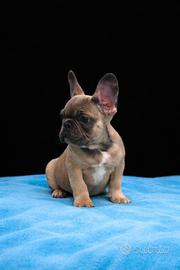 Bulldog francese maschio