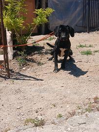 Cane da caccia
