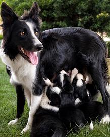 Cuccioli di BORDER COLLIE