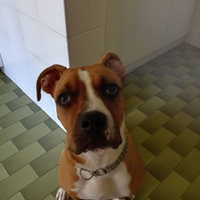 Amstaff/bulldog americano