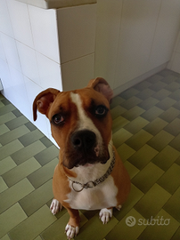 Amstaff/bulldog americano