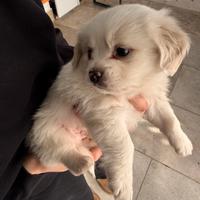 Cuccioli meticci