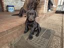 cuccioli-di-labrador-retriever-con-pedigree-enci