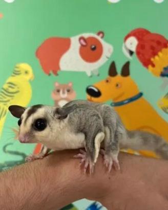 Petauro dello zucchero+accessori+gabbia