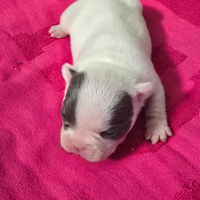 Bulldog francese