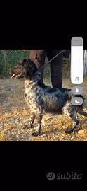 Cuccioli di breton