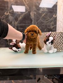 Barboncino Poodle mini toy red