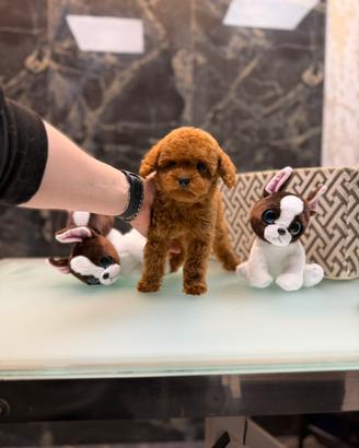 Barboncino Poodle mini toy red