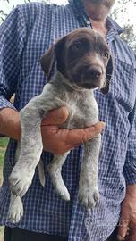 Cuccioli Springer Spaniel- Bracco Tedesco