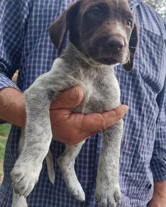 Cuccioli Springer Spaniel- Bracco Tedesco