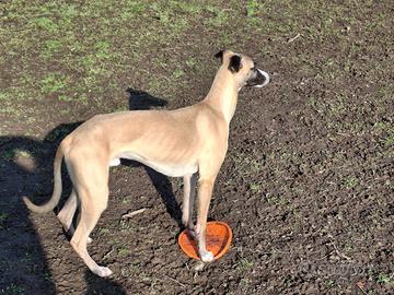 Pronto per diventare papà