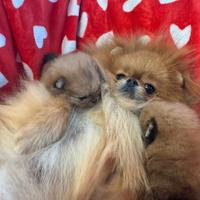 Spitz Di Pomerania Mini