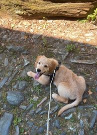 Golden retriever