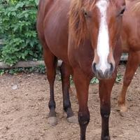 Puledro Quarter Horse American Con certificato