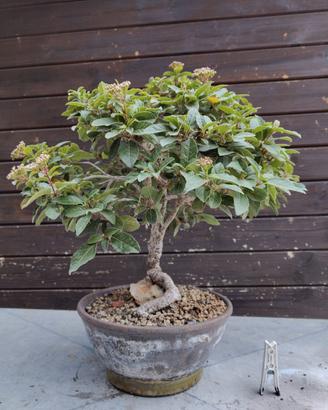 BONSAI