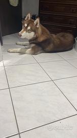 Husky per monta
