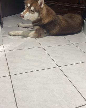 Husky per monta