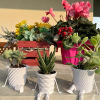 Vasi per piante grasse