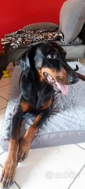 Cane dobermann femmina