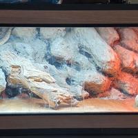 Pogona (Drago Barbuto)