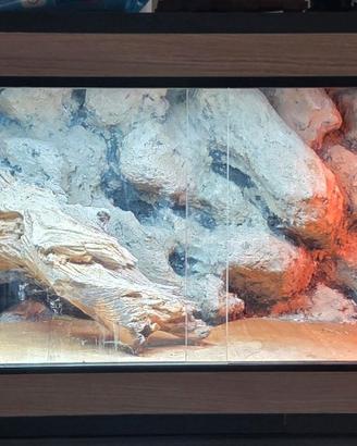 Pogona (Drago Barbuto)