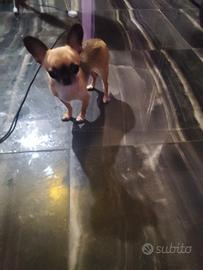 Utdr chihuahua mini Toy